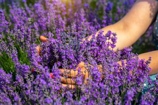 Hermosos campos de lavanda en un día soleado MoldovaxA