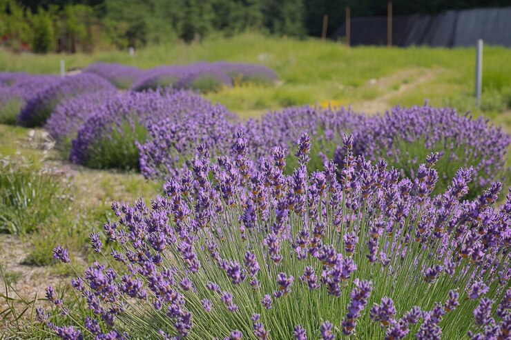 Hermosos campos de lavanda florecen bajo un cielo soleado en la temporada de primavera IA generativa