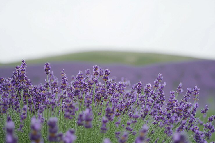Hermosos campos de lavanda floreciendo bajo un cielo nublado en la temporada de primavera IA generativa