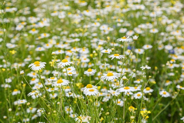 Hermosos campos de margaritas de verano en primer plano