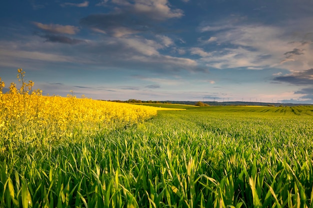 hermosos campos en las tierras de cultivo alemanas