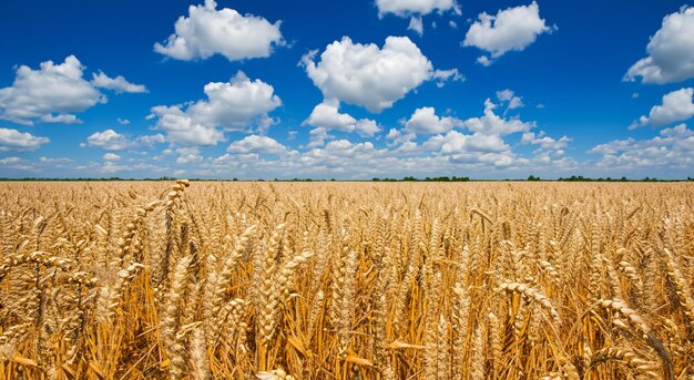 Hermosos campos de trigo amarillos con cielo azul en alta resolución