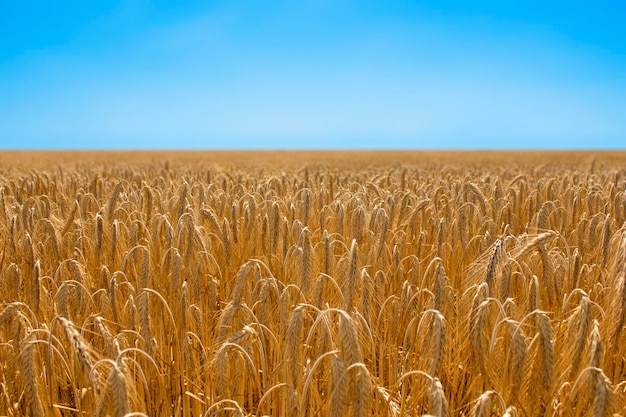 Hermosos campos de trigo en un día soleado Paisaje natural