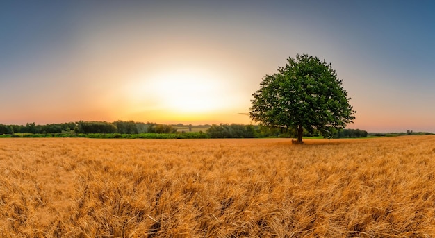 Hermosos campos de trigo con una majestuosa puesta de sol en el fondo en alta resolución