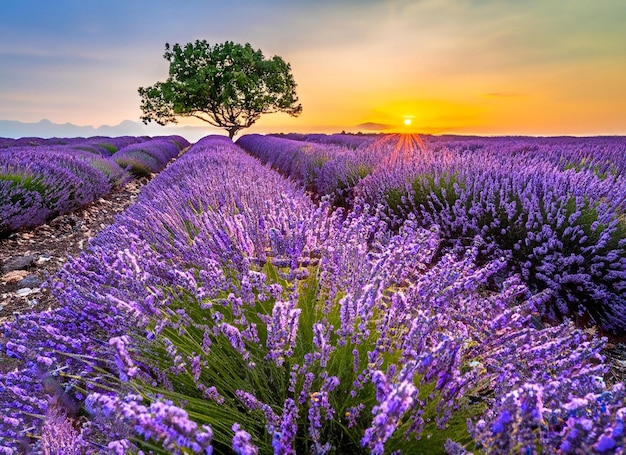 Hermosos campos en verano