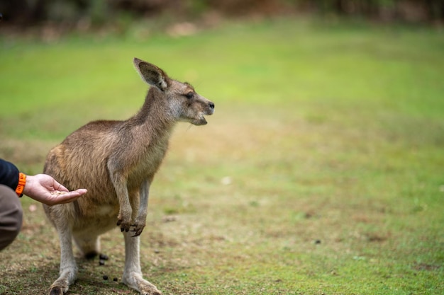 Hermosos canguros en el bosque australiano en las montañas azules nsw vida silvestre australiana en un parque nacional en Australia