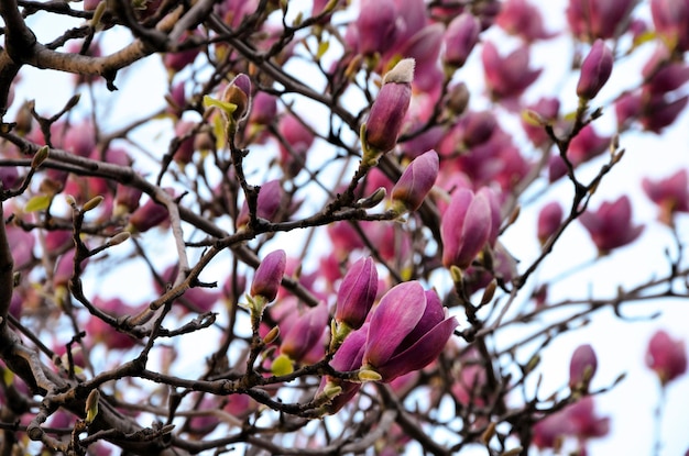 Hermosos capullos de flores de magnolia rosa