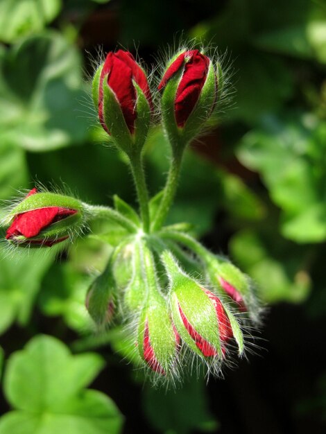 hermosos capullos rojos listos para florecer