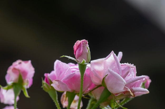 Hermosos capullos de rosas rosadas con fondo oscuro