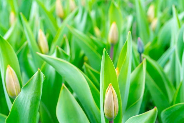 Hermosos capullos de tulipanes en primavera. Fondo verde natural.