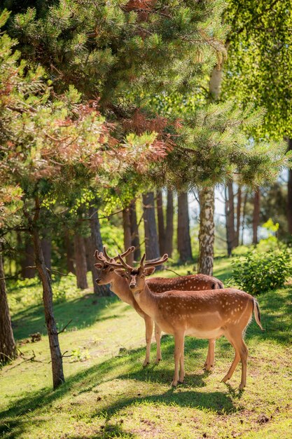 Hermosos ciervos en el bosque al amanecer Europa