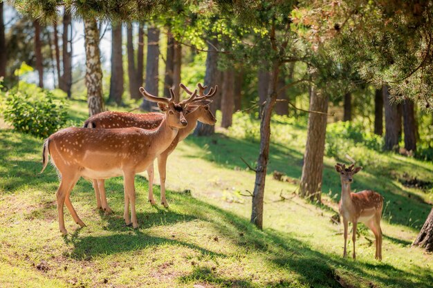 Hermosos ciervos en el bosque en el día soleado Polonia Europa