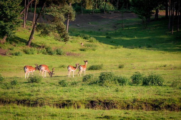 Hermosos ciervos en el bosque en verano Polonia Europa