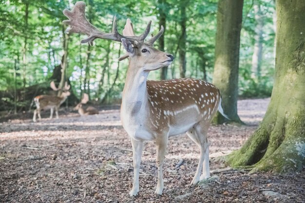 hermosos ciervos con cuernos en el bosque en hábitat natural