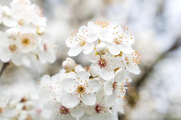 Hermosos ciruelos en flor con flores en flor en primavera