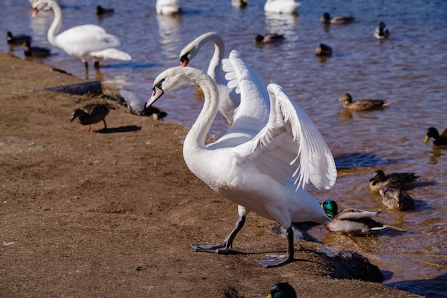 Hermosos cisnes blancos cerca del río.