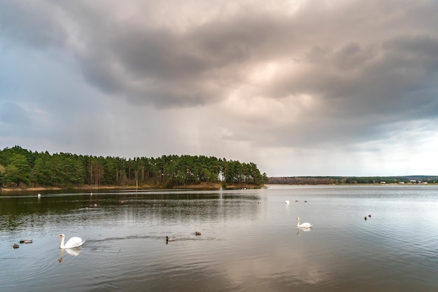 Hermosos cisnes blancos flotan en el agua contra el fondo de una nube de lluvia un cisne está nadando en el lago una terrible nube de lluvias gris sobre el río