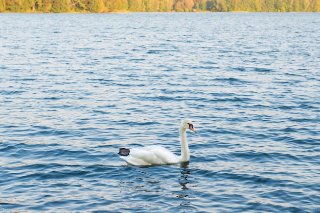 Hermosos cisnes en el lago con agua azul