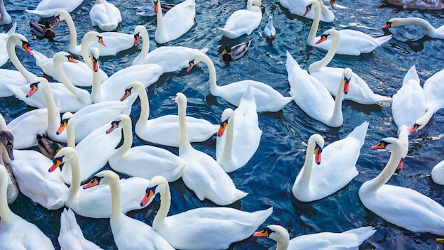 Hermosos cisnes nadan en un lago en invierno