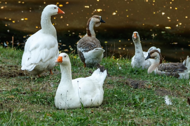 Hermosos cisnes se sientan en la hierba verde