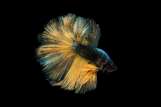 Hermosos colores "Halfmoon Betta" capturan el momento conmovedor hermoso del pez betta siam en tailandia sobre fondo negro