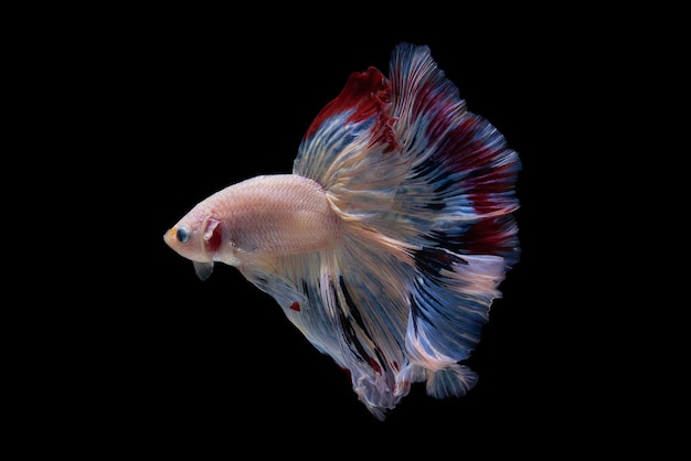 Hermosos colores "Halfmoon Betta" capturan el momento conmovedor hermoso del pez betta siam en tailandia sobre fondo negro