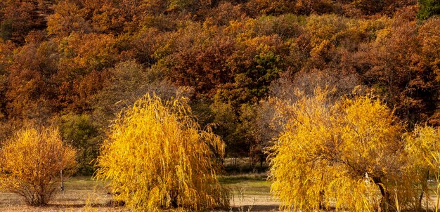 Hermosos colores del paisaje del bosque otoñal.