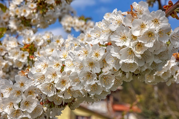 Hermosos colores suaves del árbol en flor en primavera Cerrar