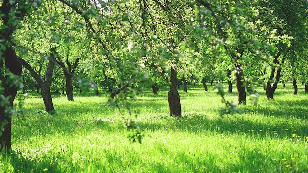 Hermosos colores verdes brillantes del parque de primavera en la luz del sol