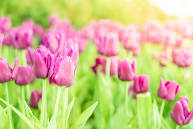 Hermosos y coloridos tulipanes en el jardín