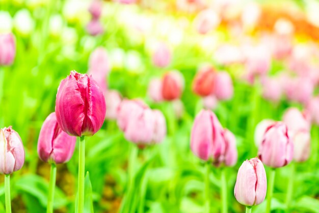 Hermosos y coloridos tulipanes en el jardín