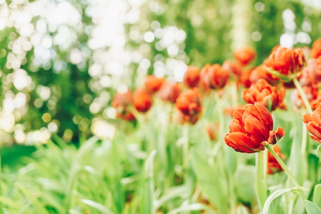 Hermosos y coloridos tulipanes en el jardín