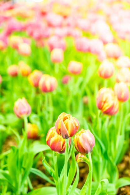 Hermosos y coloridos tulipanes en el jardín