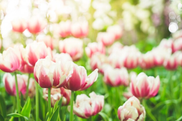 Hermosos y coloridos tulipanes en el jardín.