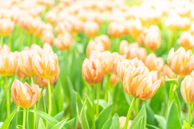 Hermosos y coloridos tulipanes en el jardín.