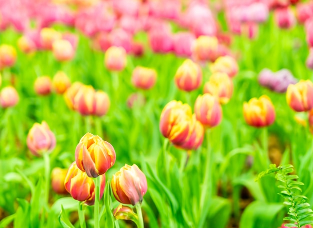 Hermosos y coloridos tulipanes en el jardín.