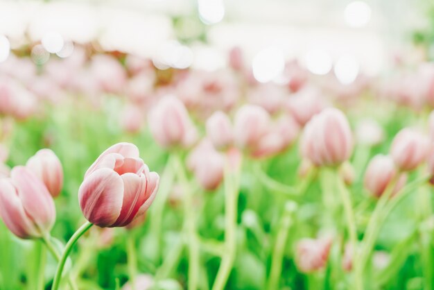 Hermosos y coloridos tulipanes en el jardín.