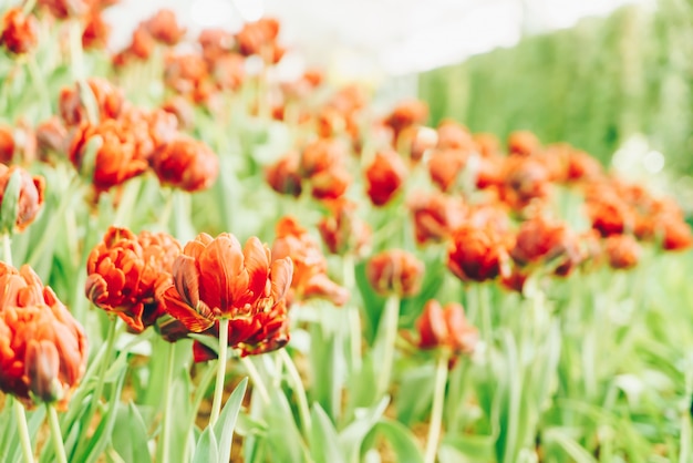 Hermosos y coloridos tulipanes en el jardín