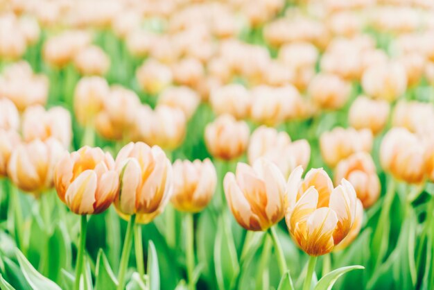 Hermosos y coloridos tulipanes en el jardín