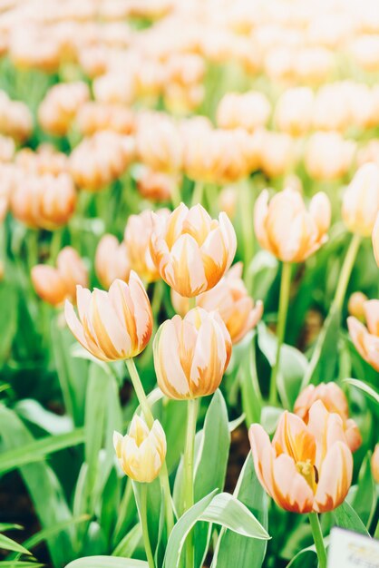 Hermosos y coloridos tulipanes en el jardín