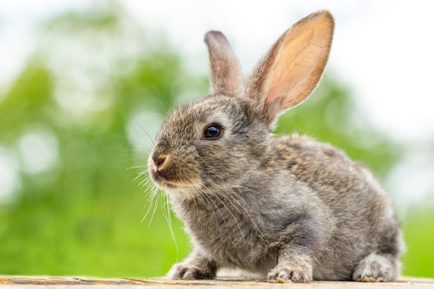 Foto hermosos conejos grises divertidos sobre un fondo verde natural