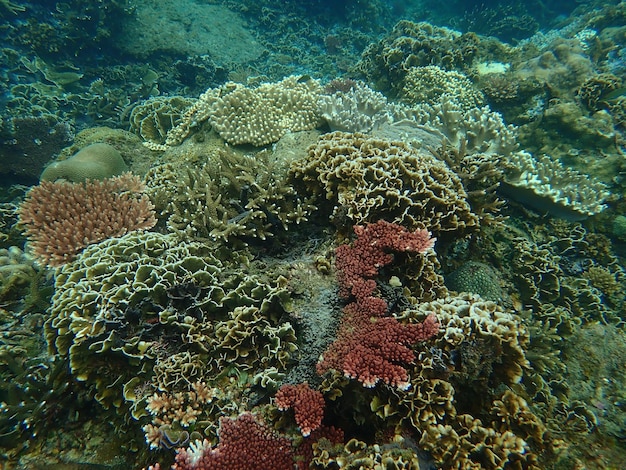 Foto hermosos corales encontrados en la zona de arrecifes de coral en la isla de tioman, malasia