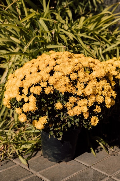 Foto hermosos crisantemos amarillos florecen en otoño