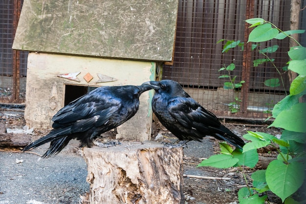 Hermosos cuervos negros se sientan en un tocón