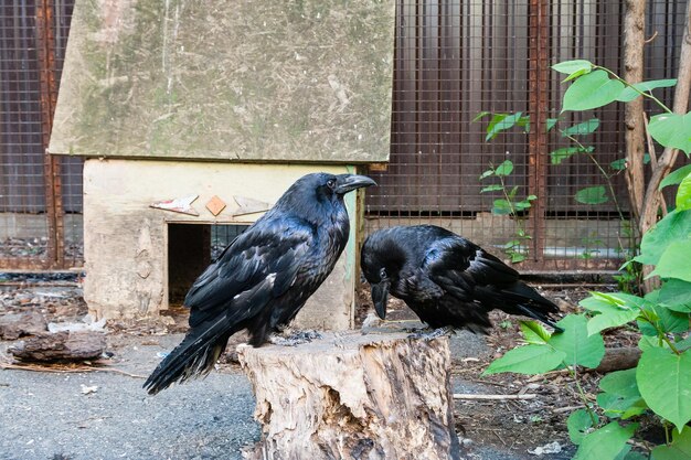 Hermosos cuervos negros se sientan en un tocón