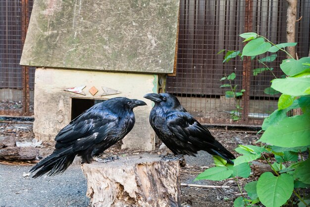 Hermosos cuervos negros se sientan en un tocón