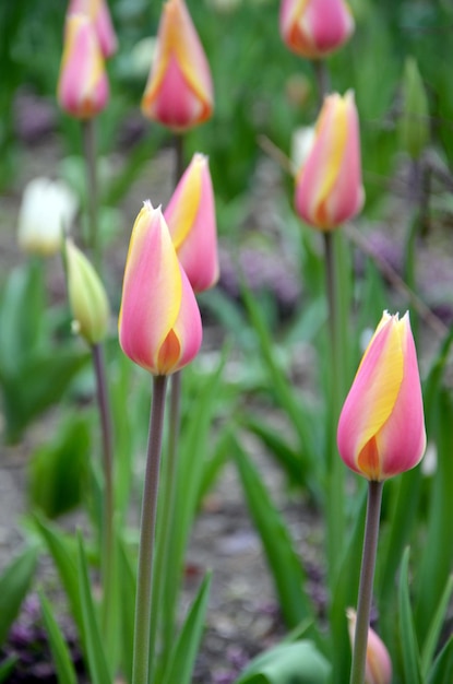 Hermosos y delicados tulipanes amarillos rosados en el jardín