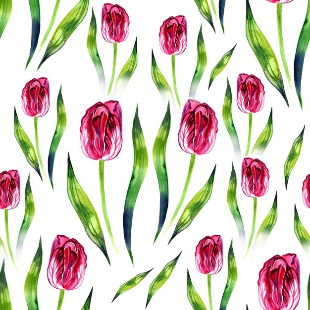 Hermosos y delicados tulipanes púrpura acuarela Ilustración en blanco