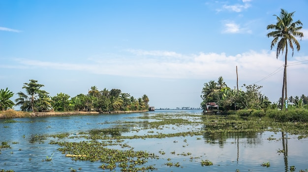 Hermosos destinos turísticos de remanso de Kerala, India. río cubierto de plantas verdes.