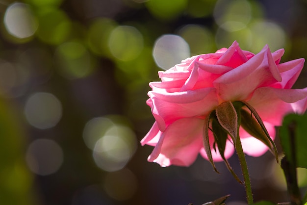 Hermosos detalles rosados de una rosa al amanecer vistos a través de un enfoque selectivo de luz natural de lente macro